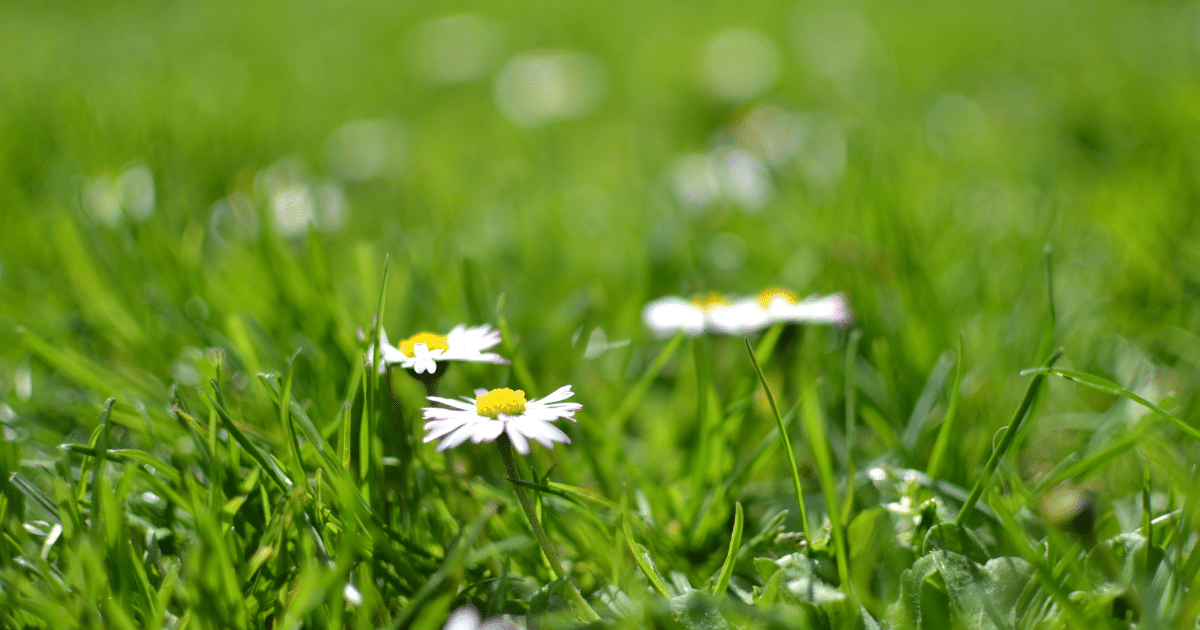 Spring Lawn Care Tips for Texas Homeowners