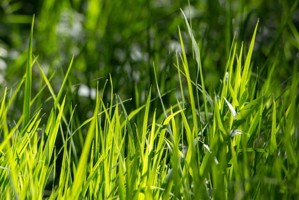 How to Get a Green Lawn Fast: Proven Lawn Care Tips That Work