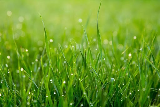 Guide to Choosing the Right Grass for Your Keller, TX Lawn