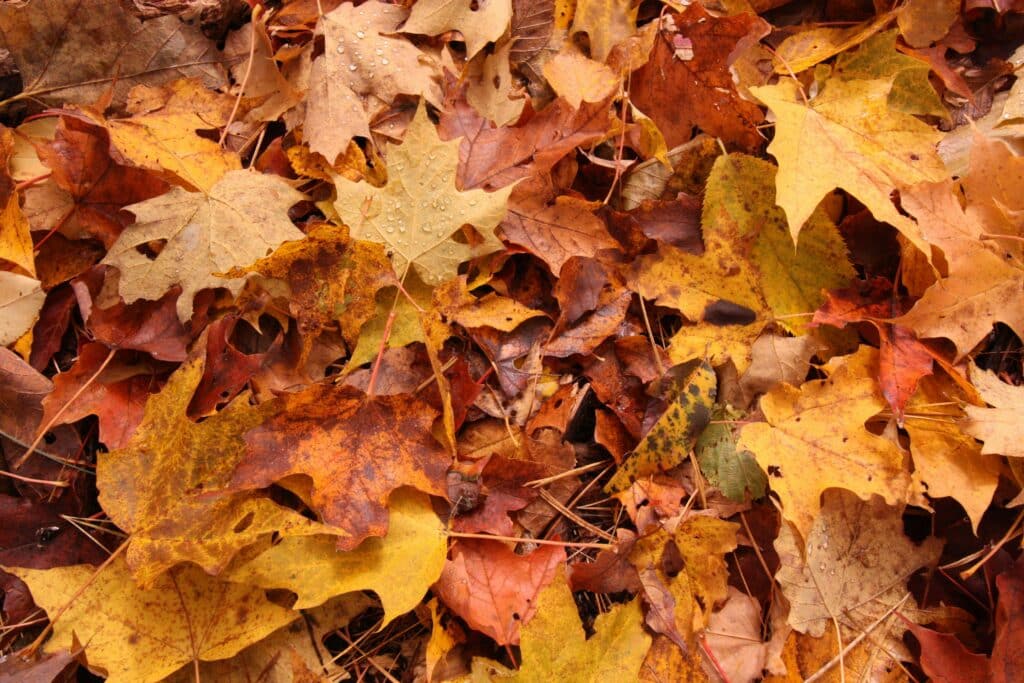 The Ultimate Fall Landscaping Guide for DFW Homeowners: 2025 Edition