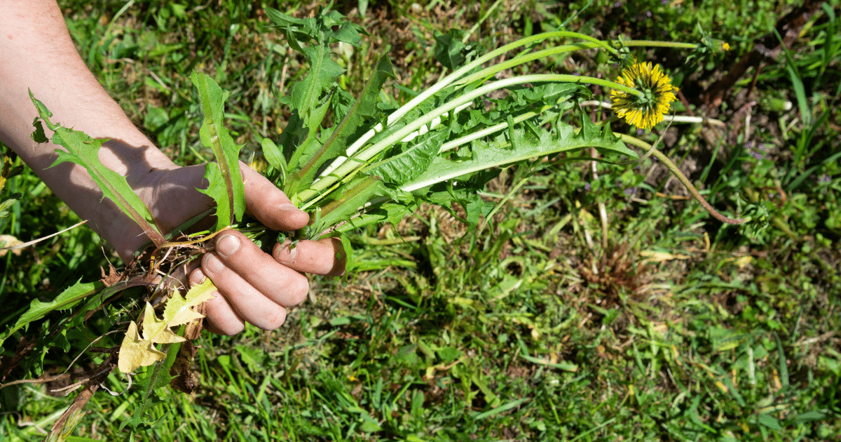 Types of Weeds in Lawns in Texas This Spring | Lawn Care Tips