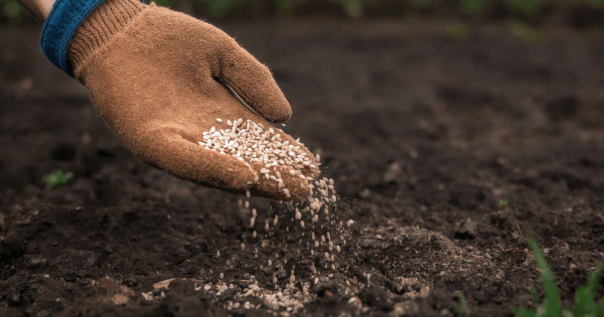 When Should I Fertilize My Lawn in Texas? A Seasonal Guide for Healthy Grass