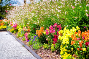 Colorful seasonal flowers lining a garden path in Southlake, TX, illustrating vibrant landscape design option for local homeowners
