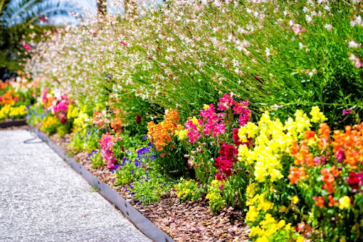 Colorful seasonal flowers lining a garden path in Southlake, TX, illustrating vibrant landscape design option for local homeowners