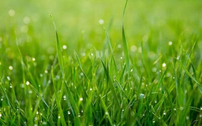 Guide to Choosing the Right Grass for Your Keller, TX Lawn