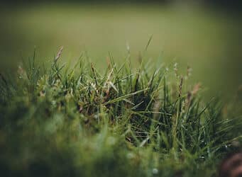 Winter Lawn Care Tips for Trophy Club, TX Residents