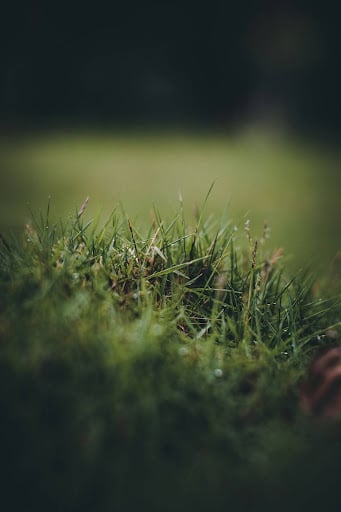 Winter Lawn Care in Trophy club Texas. How to keep your grass health all year