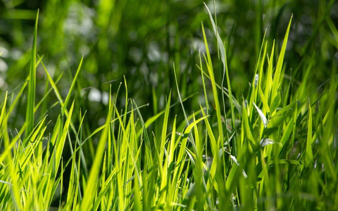 Close-up of tall, green grass blades brightly lit by sunlight, with a blurred background of more grass and foliage—perfect inspiration for your next lawn care tips.