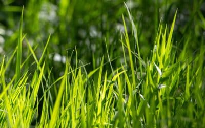 How to Get a Green Lawn Fast: Proven Lawn Care Tips That Work