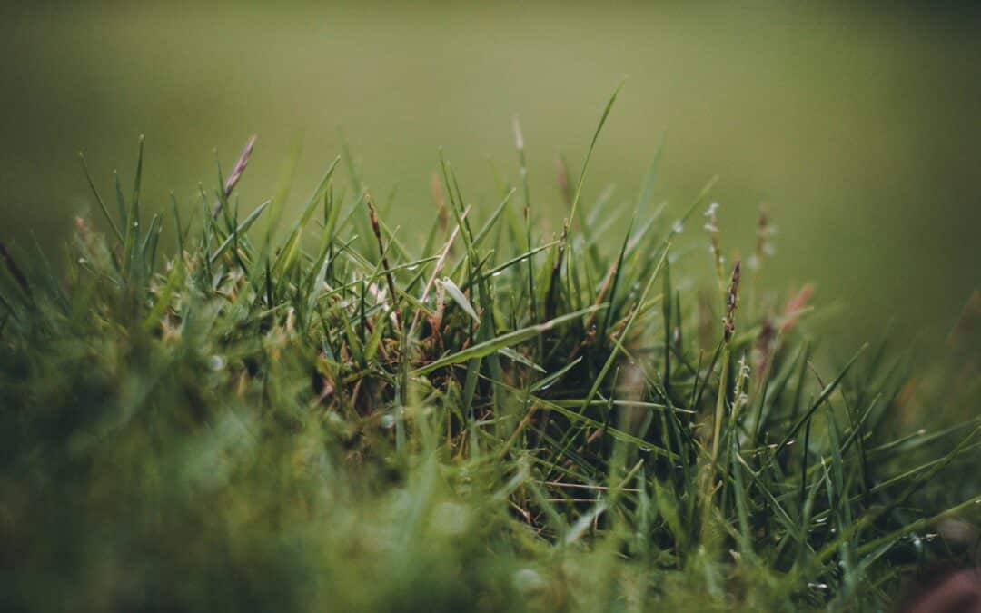 A close-up shot of tall green grass blades growing in a patch, with a blurred grassy background and soft, natural light—perfect inspiration for expert lawn care and weed control in Colleyville TX.