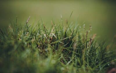 The Complete Guide to Weed Control in Colleyville, TX Lawns: Prevention, Treatment & Tips