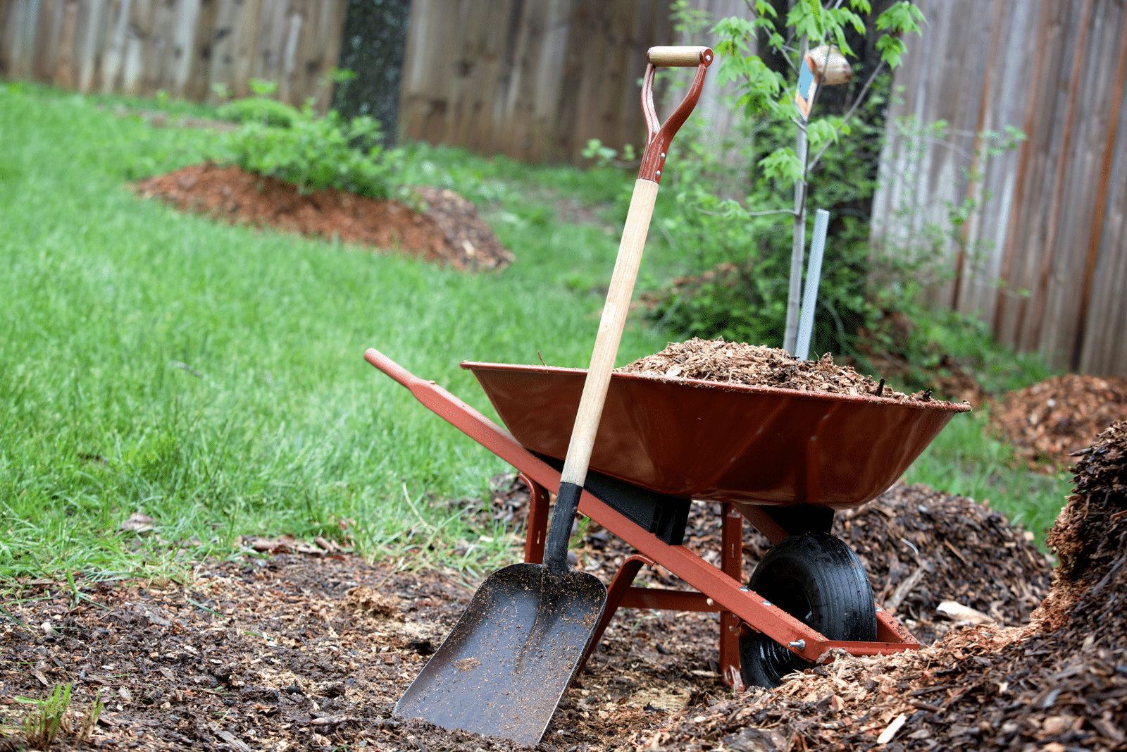 A red wheelbarrow filled with mulch and a shovel sits in a grassy backyard, representing Southlake landscape installation in progress.