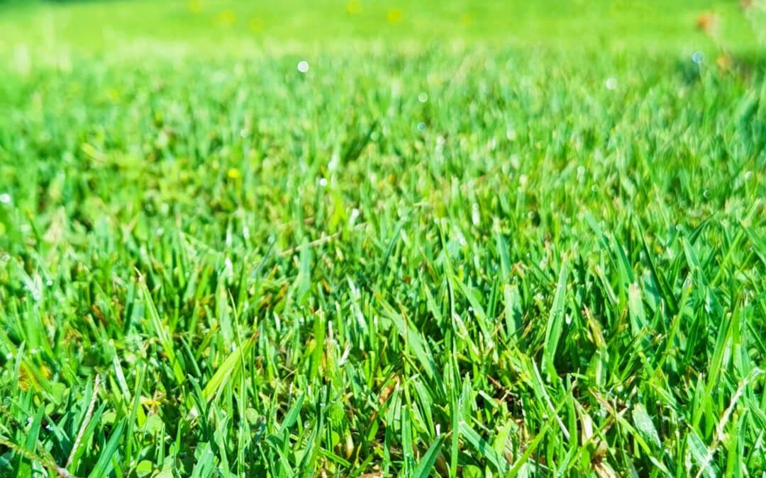 Close-up view of green grass with dew drops in a sunlit yard in Grapevine TX, showcasing a healthy lawn that benefits from overseeding. The blurred background features outdoor furniture and trees.