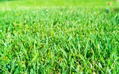 The Ultimate Lawn Aeration and Overseeding Guide for Grapevine, TX