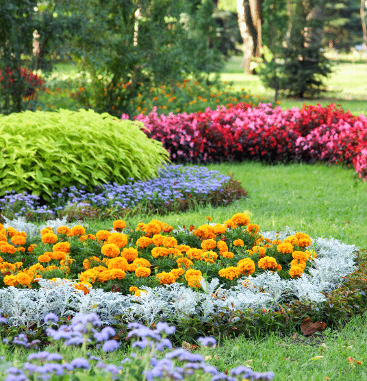 Colorful flowerbeds with orange, purple, red, and green plants arranged in neat, curved patterns on a grassy lawn in a park, surrounded by trees and greenery.