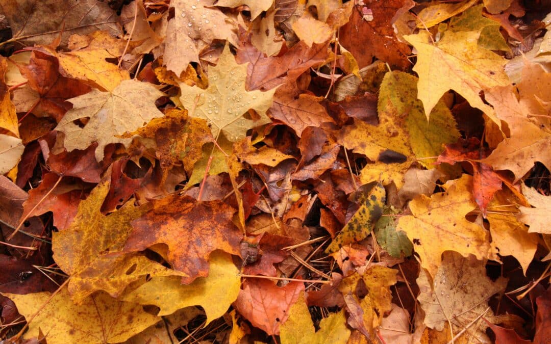 A close-up of a pile of autumn leaves in various shades of yellow, orange, and brown, scattered on the ground with a few pine needles mixed in—perfect inspiration for DFW homeowners planning fall landscaping.