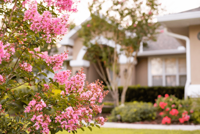 Trophy Club landscape maintenance with flowering tree and manicured lawn in front of a home.