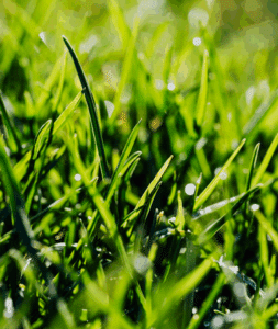 Professional yard mowing service by Goat Kings Landscaping
creating clean, even lines on a healthy lawn.