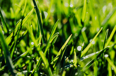 A Fresh Look at Yard Mowing: How Smart Mowing Practices Shape a Healthier Lawn
