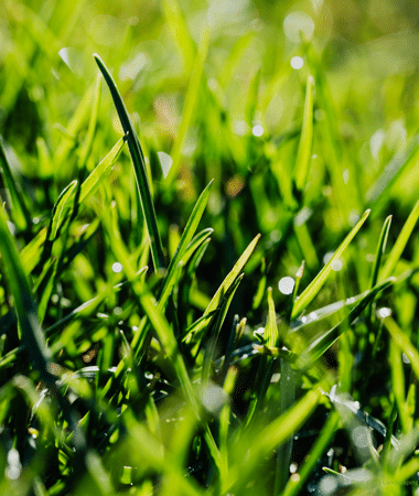 Professional yard mowing service by Goat Kings Landscaping creating clean, even lines on a healthy lawn.