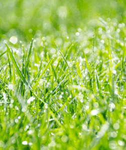 Professional yard mowing service by Goat Kings Landscaping cutting a green lawn with clean, even lines.