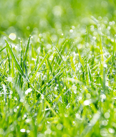 Professional yard mowing service by Goat Kings Landscaping cutting a green lawn with clean, even lines.