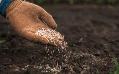 When Should I Fertilize My Lawn in Texas? A Seasonal Guide for Healthy Grass