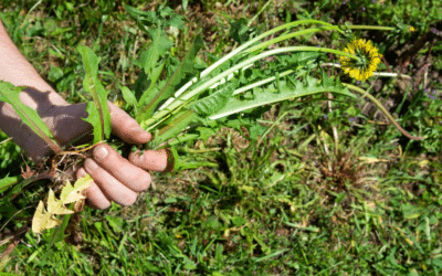 Types of Weeds in Lawns in Texas This Spring | Lawn Care Tips