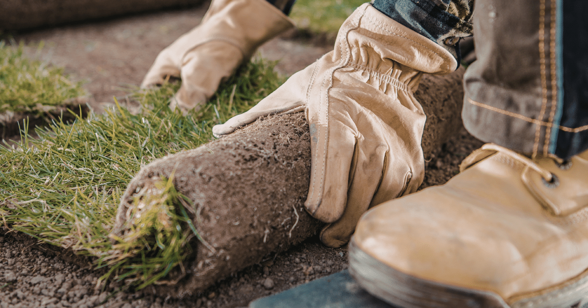 Wearing work gloves and boots, a person is demonstrating how to lay sod by rolling out fresh grass onto soil, preparing or installing a new lawn.