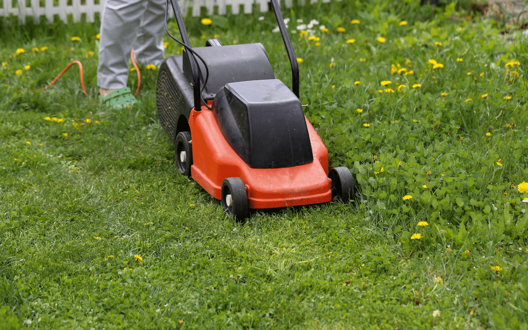 A person is mowing a lawn with a red and black electric mower, following their spring lawn care checklist. The grass is green and dotted with yellow dandelions, while a white picket fence stands in the background.