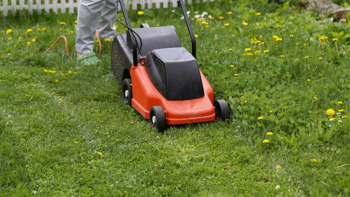 A person is mowing a lawn with a red and black electric mower, following their spring lawn care checklist. The grass is green and dotted with yellow dandelions, while a white picket fence stands in the background.