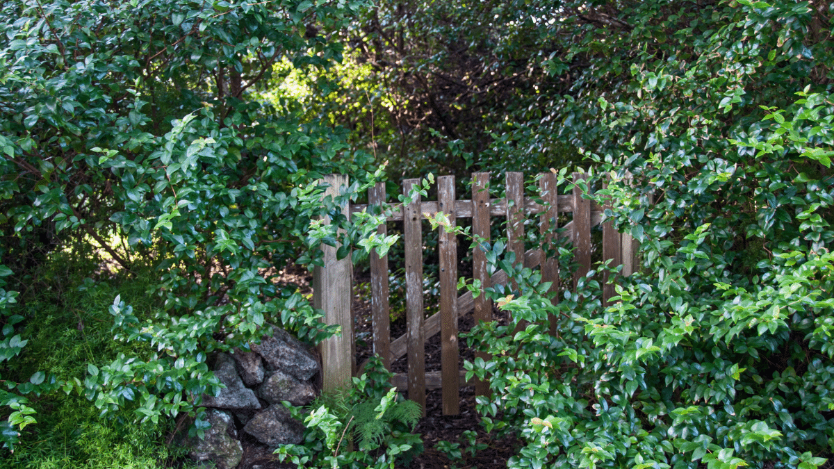 A wooden garden gate is partly hidden by dense green foliage and bushes, with a small stone wall to the left—one of the signs you need a landscaper as sunlight filters through the leaves.